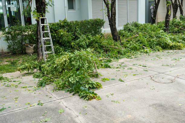 Best Tree Trimming Near Me  in Piednt, MO